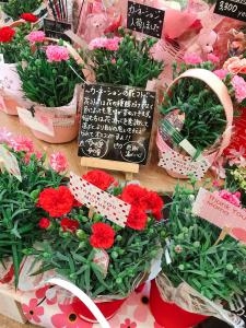 今年の母の日のカーネーション鉢は、品質よくてきれいです！｜「さいだ花店」　（石川県七尾市の花キューピット加盟店 花屋）のブログ