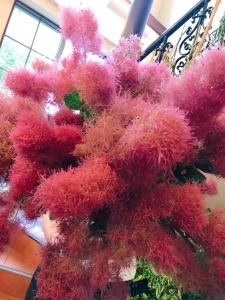 ふわふわ、もこもこの、けむりの木がかわいい(^^)｜「さいだ花店」　（石川県七尾市の花キューピット加盟店 花屋）のブログ